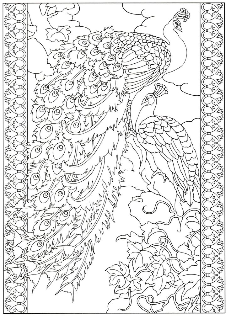 Peacock Drawing Image