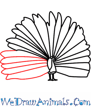 300x350 How To Draw A Peacock