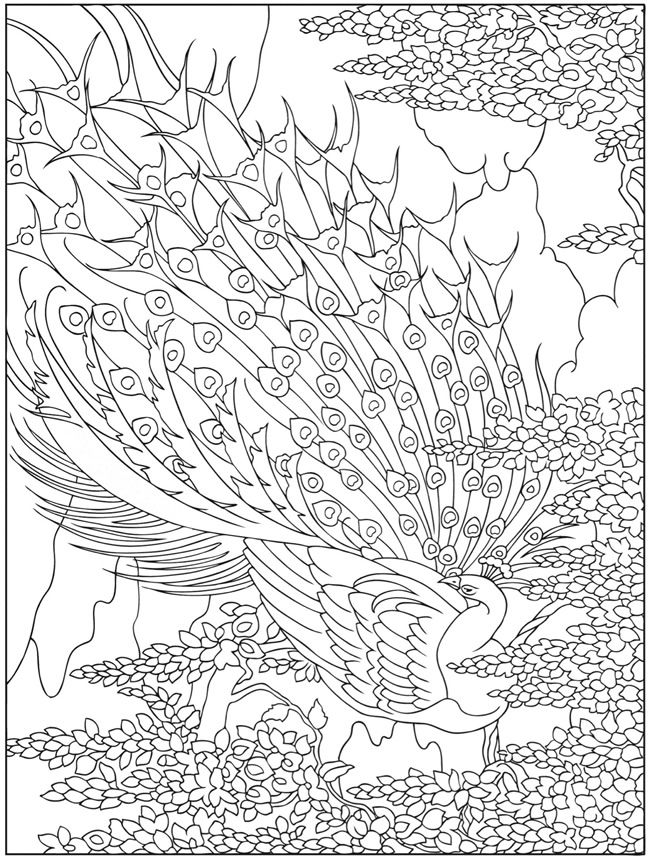 650x861 Peacock Line Drawings