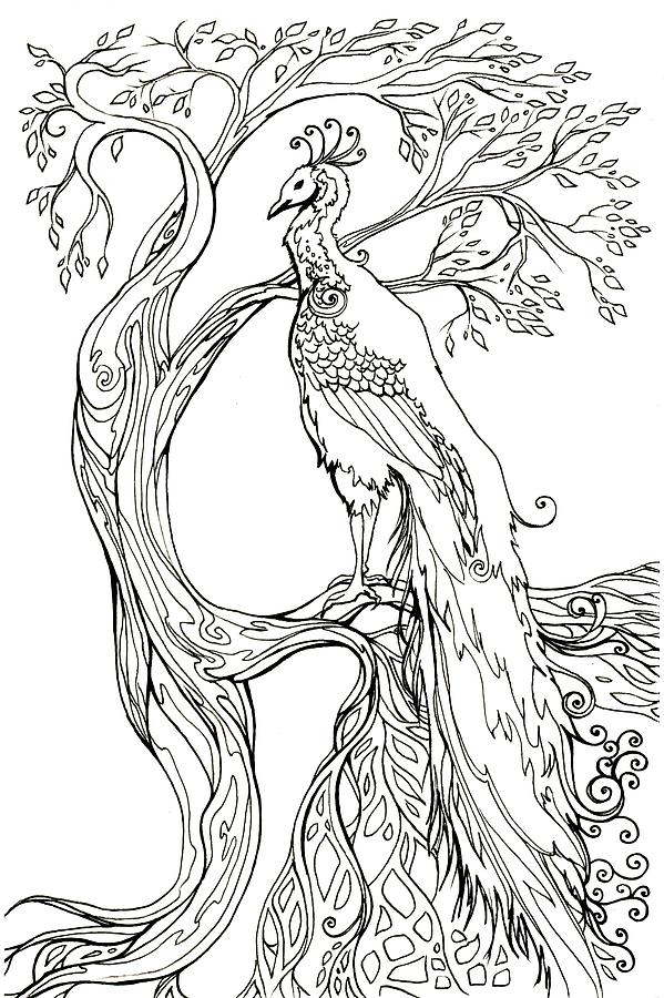 599x900 Peacock And Tree Drawing By Katherine Nutt