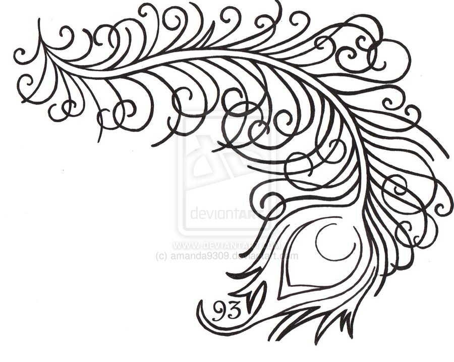 900x717 Peacock Feather Line Drawing