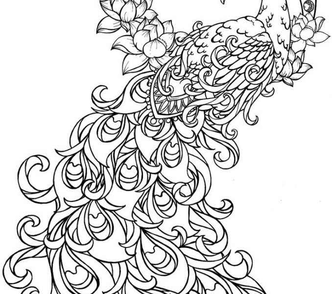 678x600 Amazing Coloring Pages Peacock 79 In Line Drawings With Coloring