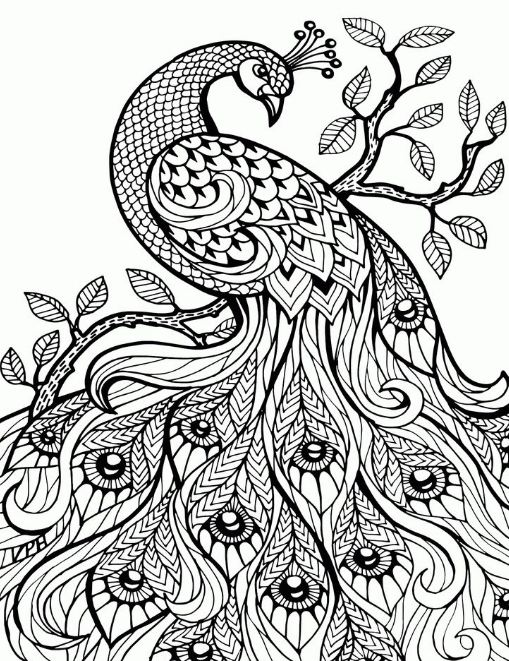 509x661 Adult Coloring Pages Peacock Animal Patterns Drawing Board Weekly