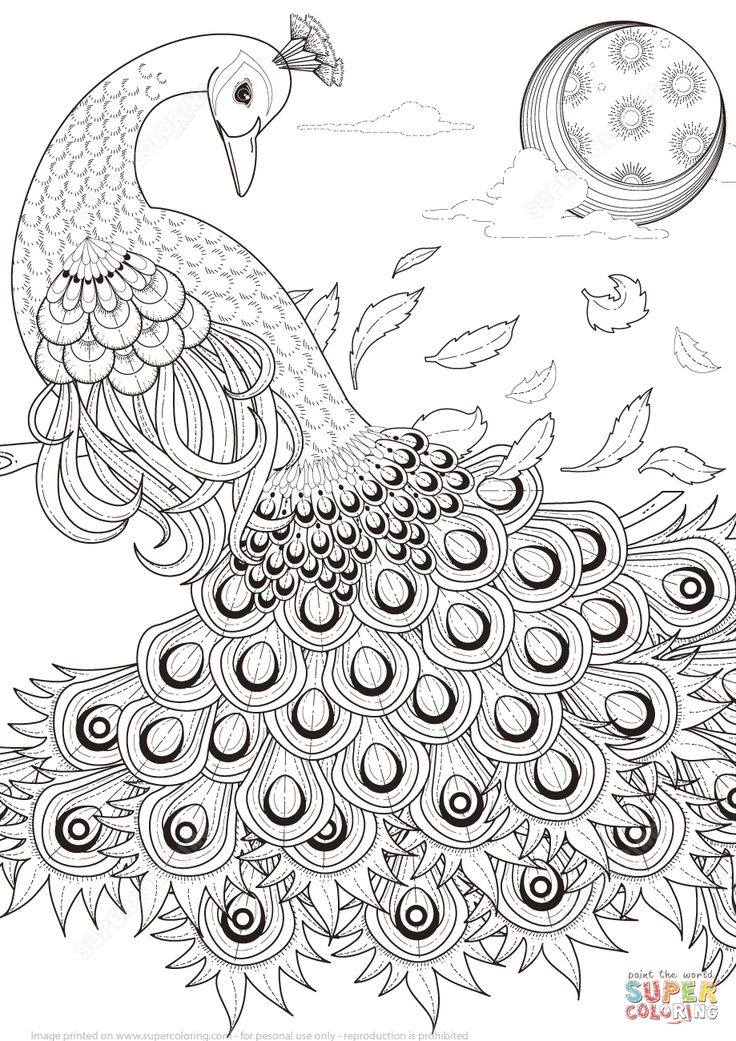 Peacock Drawing Images