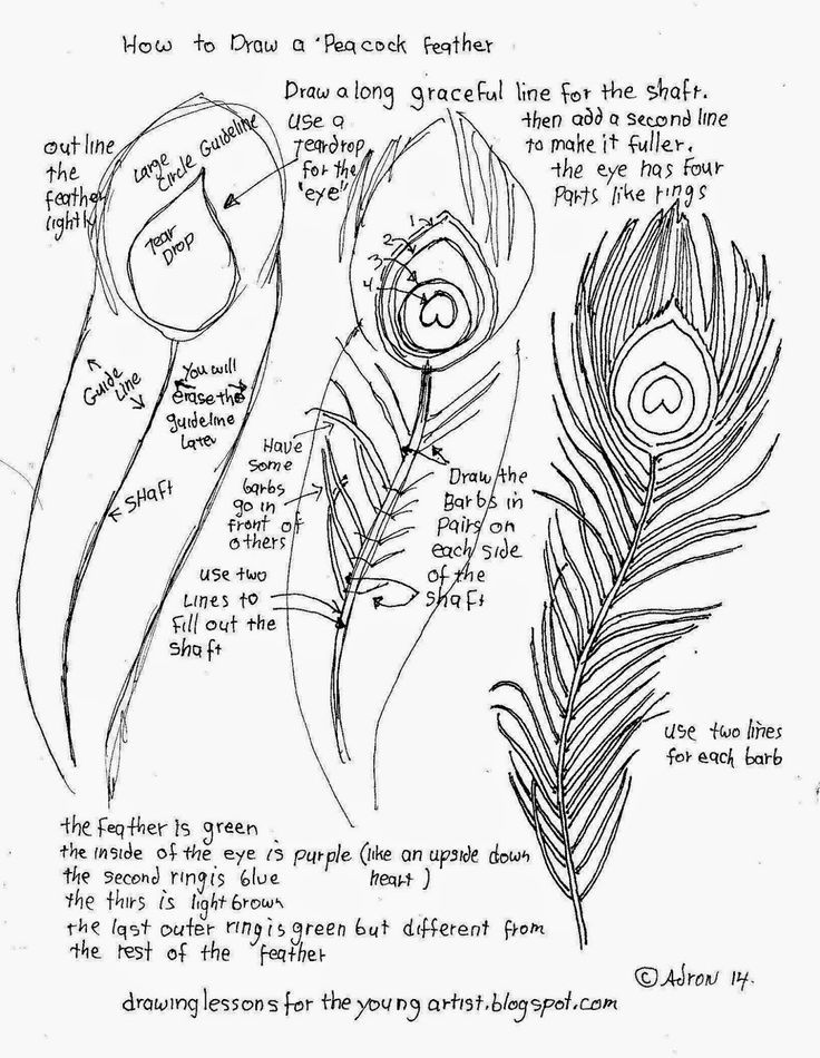 736x950 How Draw A Peacock Feather, Free Printable Worksheet (How