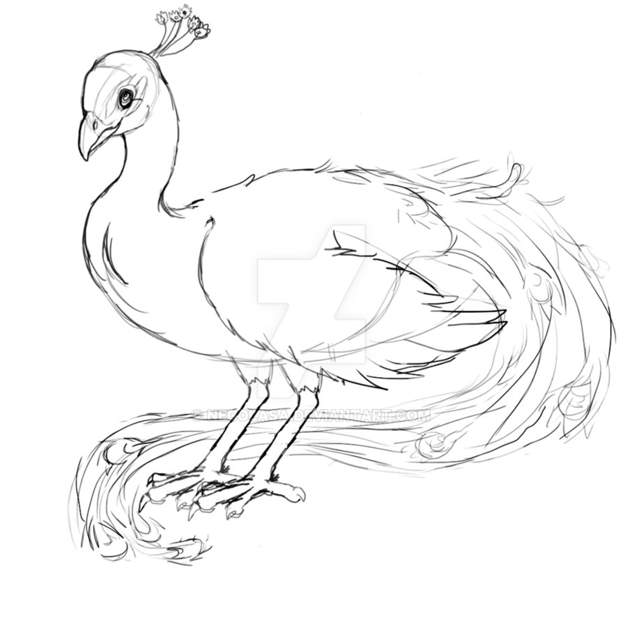 894x894 Peacock Sketch By Necolasa