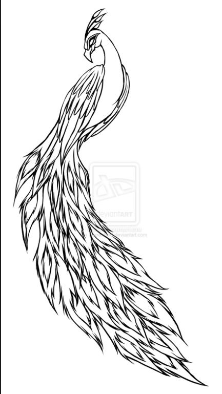 Peacock Drawing In Pencil