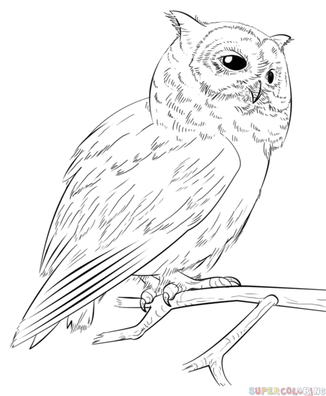 474x575 How To Draw A Realistic Owl Step By Step. Drawing Tutorials