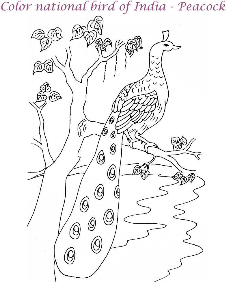 800x976 Peacock Coloring Pages For Kids Printable Peacock Printable