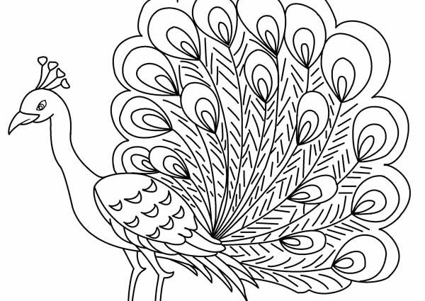 600x425 Peacock Coloring Pages Printable Peacock Coloring Pages For Kids