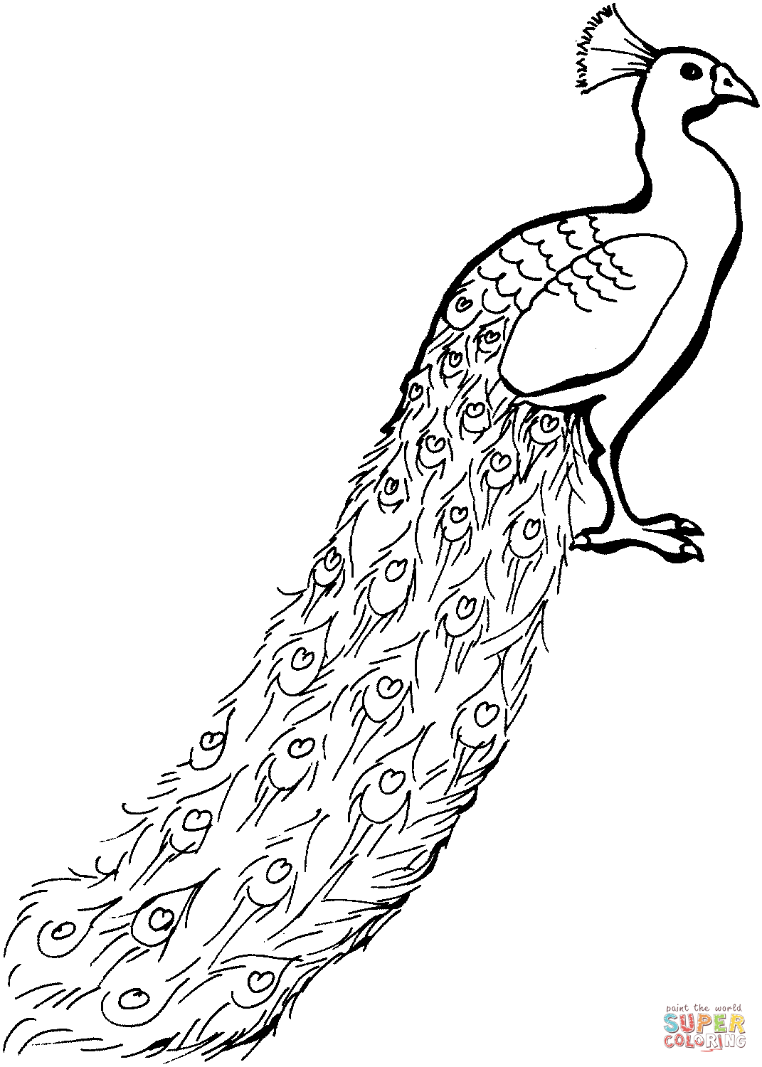 1071x1500 Peacock Drawing Black And White