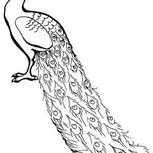 300x300 Peacock Feather Coloring Page Clipart Panda