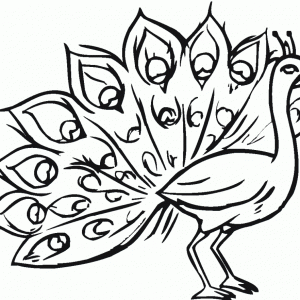 300x300 Pics Of Peacock Feather Outline Coloring Page N Drawing Outline Adult