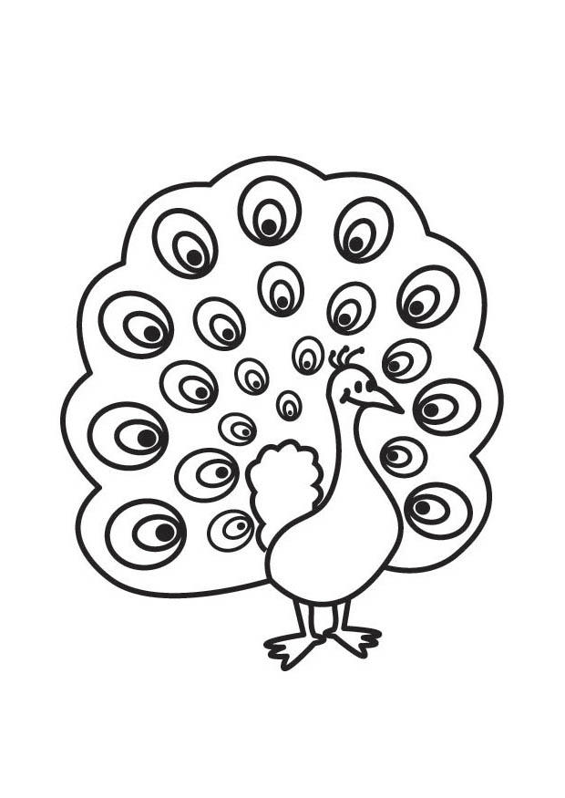 620x875 Peacock Coloring Pictures 384052