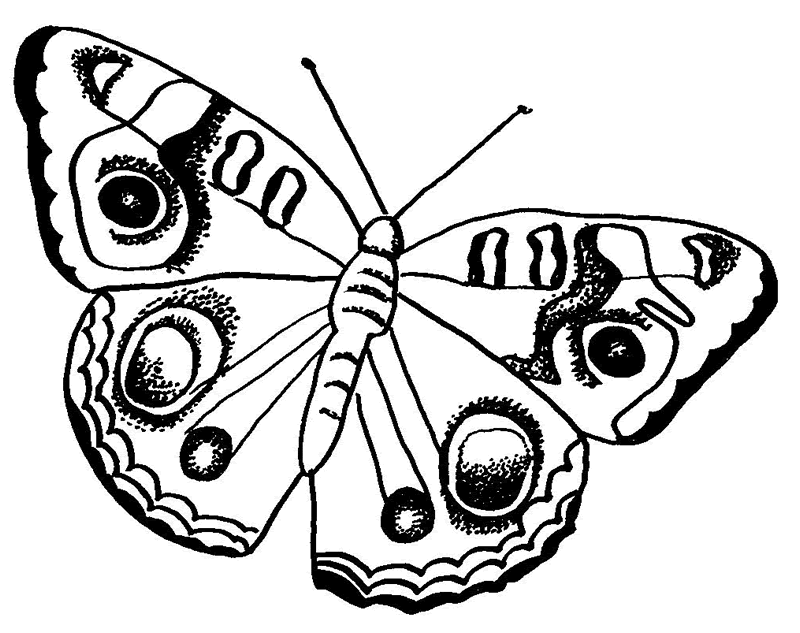 800x633 Butterflies Outline Many Interesting Cliparts