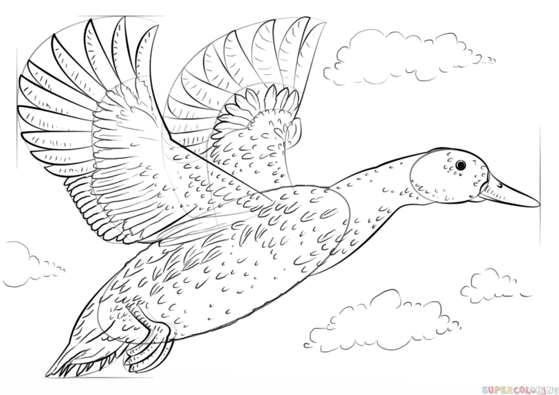 813x575 How To Draw A Mallard Duck Step By Step Drawing Tutorials
