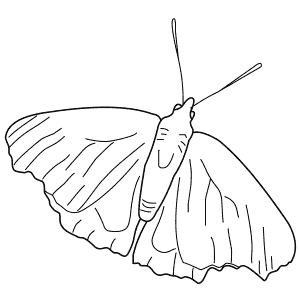 300x300 Learn How To Draw Animals Step By Step Page 51