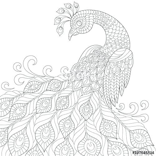 500x500 Peacock Coloring Pages Minimalist Peacock Coloring Pages Kids