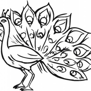 300x300 Peacock Feather Coloring Page Clipart Panda