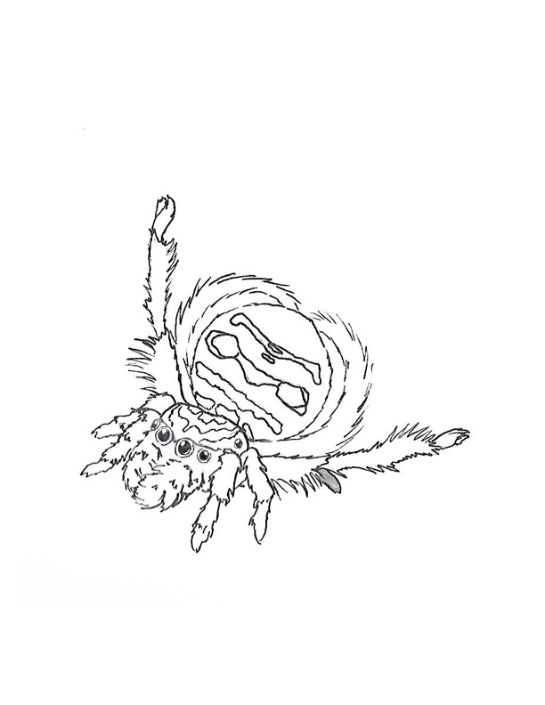 612x792 Peacock Spider Colouring Page!! Imagined