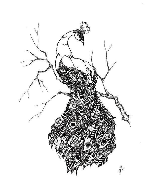 600x750 Peacocks Drawings
