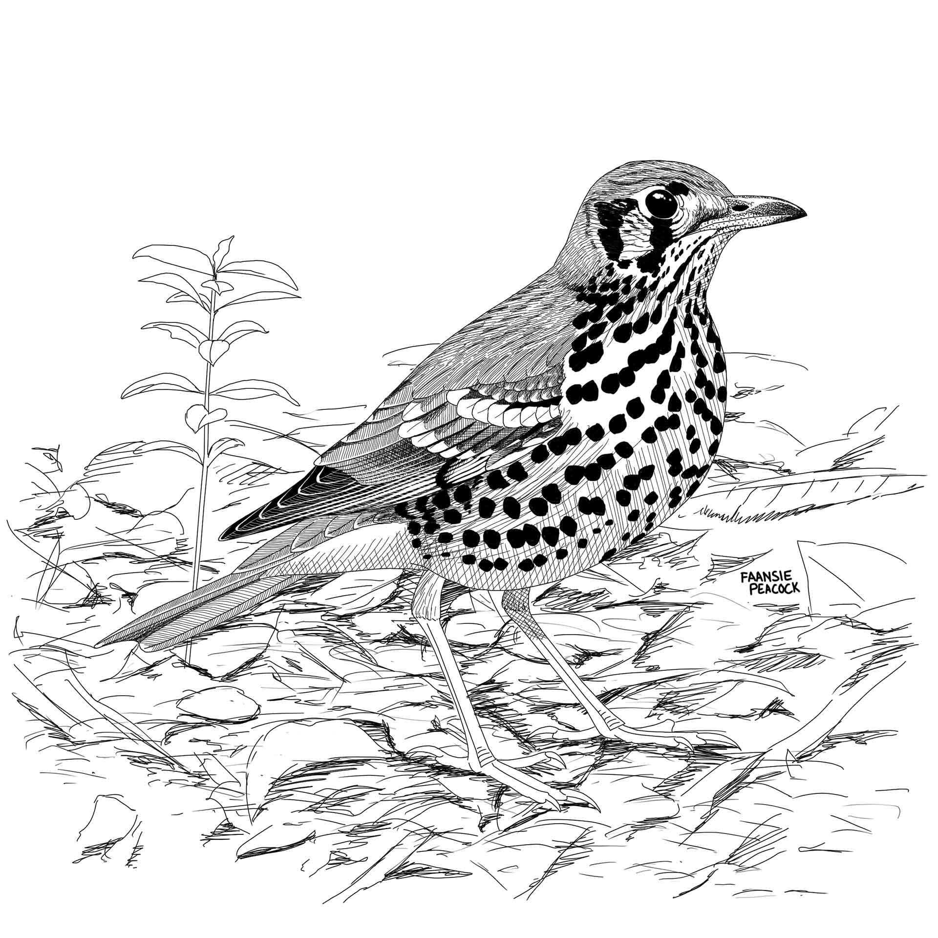 1920x1920 The Artwork Of The Eskom 2015 Red Data Book