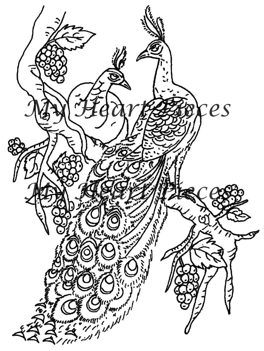 861x1143 White Peacocks