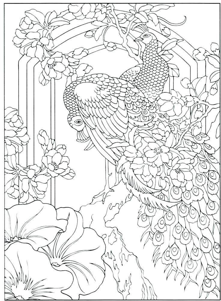 736x1003 Elegant Peacock Coloring Pages For Kids And Peacock Feather