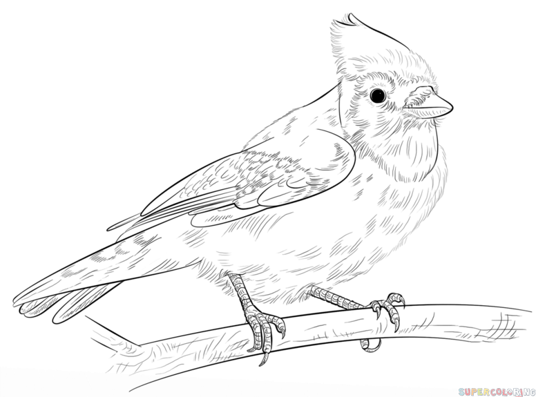776x575 Simple Blue Jay Coloring Page Toronto Blue Jays Coloring Pages