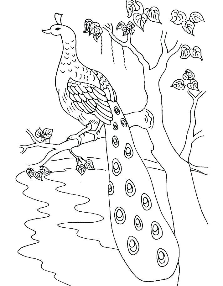 712x912 Best Of Peacock Coloring Pages Images Peacock Coloring Pages