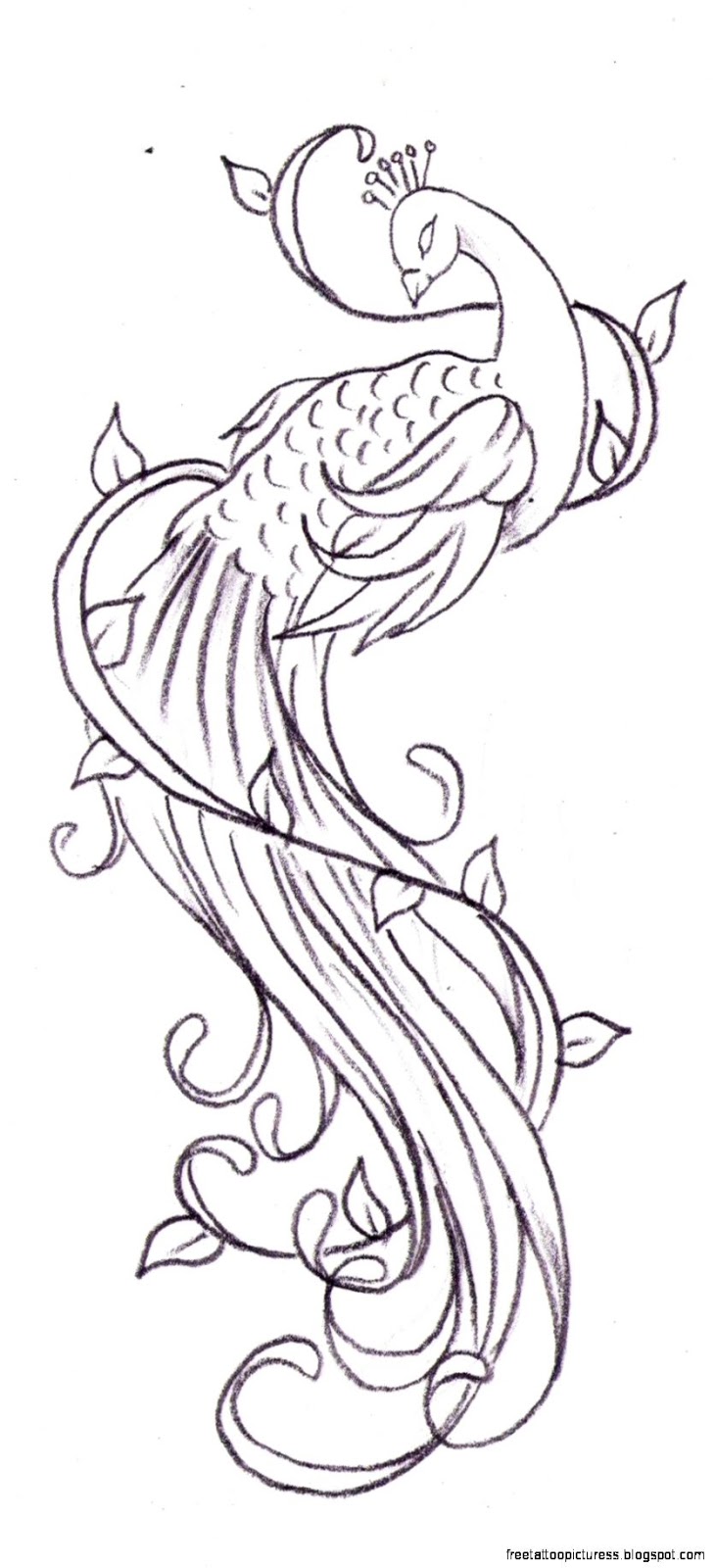 731x1600 All Tattoo Design Peacock Tatoo