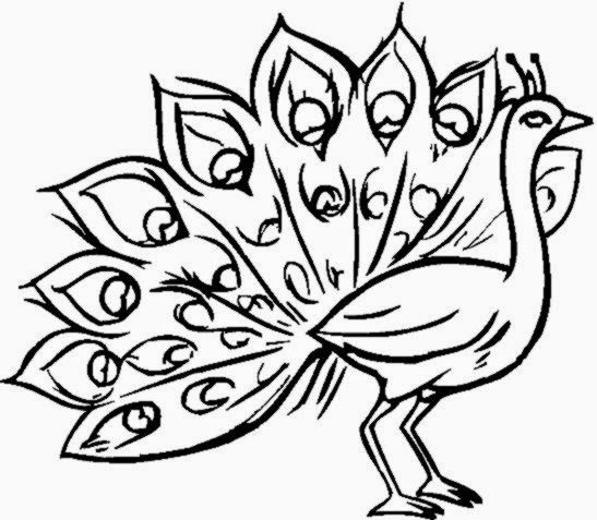 547x477 Peacock Pictures To Color Free Coloring Pictures
