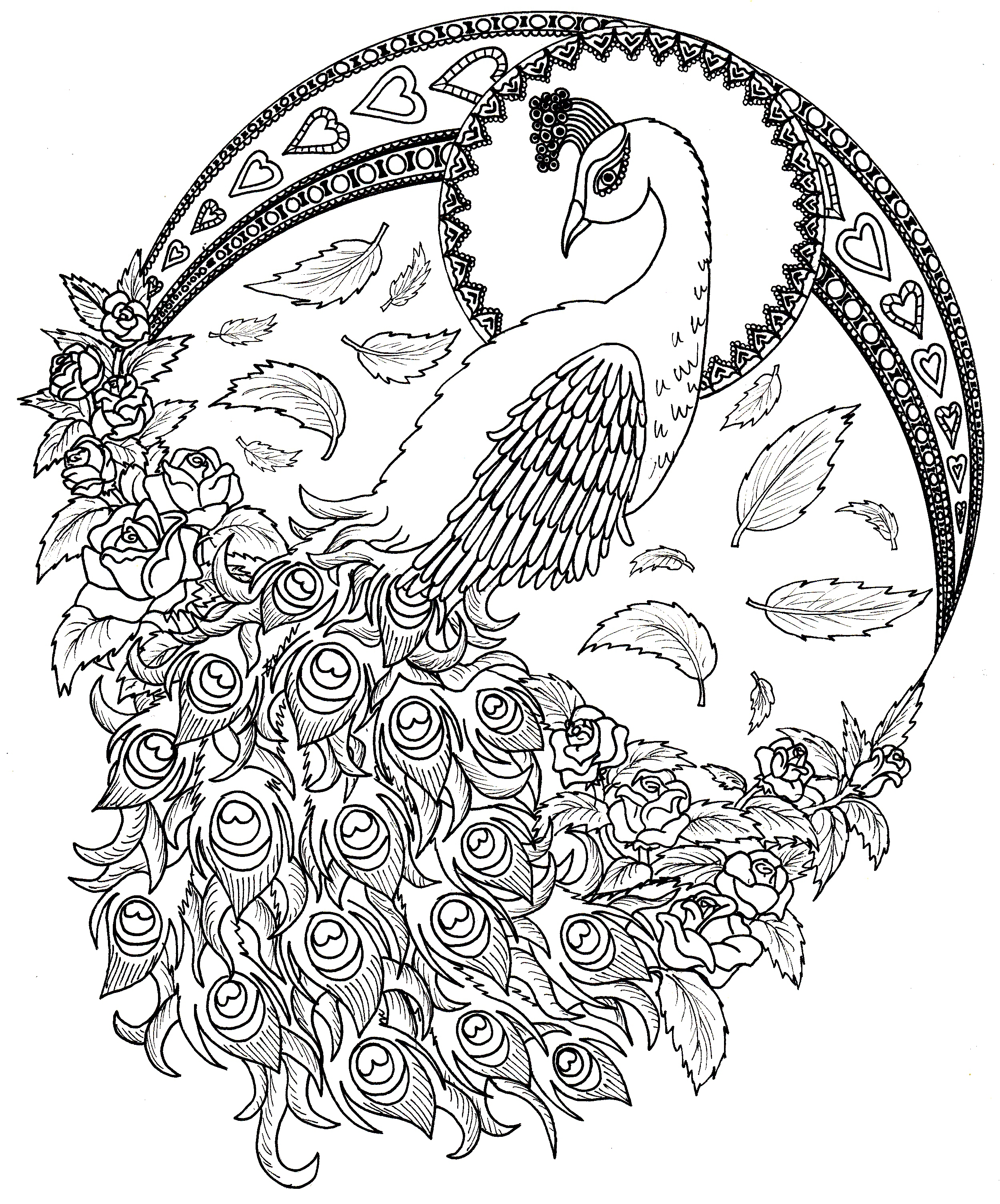 2500x3011 Peacock Drawing Illustrations By Keziahherbert