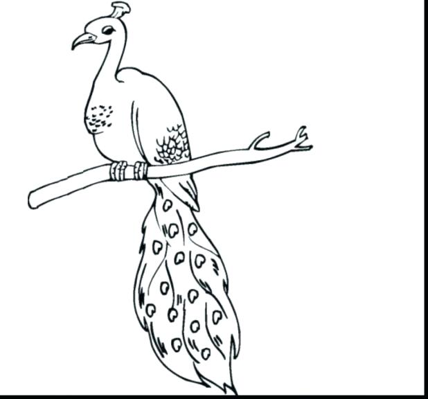 618x576 Peacock Feather Coloring Page Surprising Peacock Coloring Pages