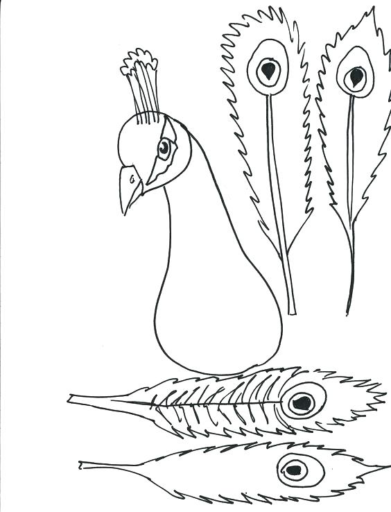 564x738 Elegant Peacock Coloring Pages For Kids And Peacock Feather