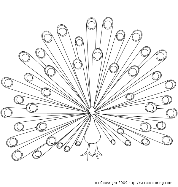 600x630 Peacock Coloring Pages