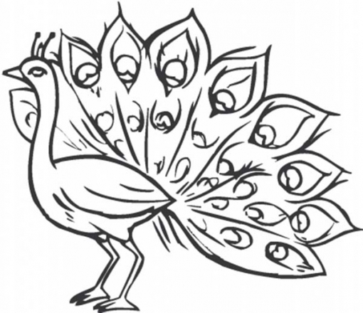 510x440 Peacock Feather Coloring Page Clipart Panda