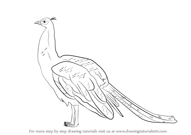 800x566 Learn How To Draw A Peacock (Birds) Step By Step Drawing Tutorials