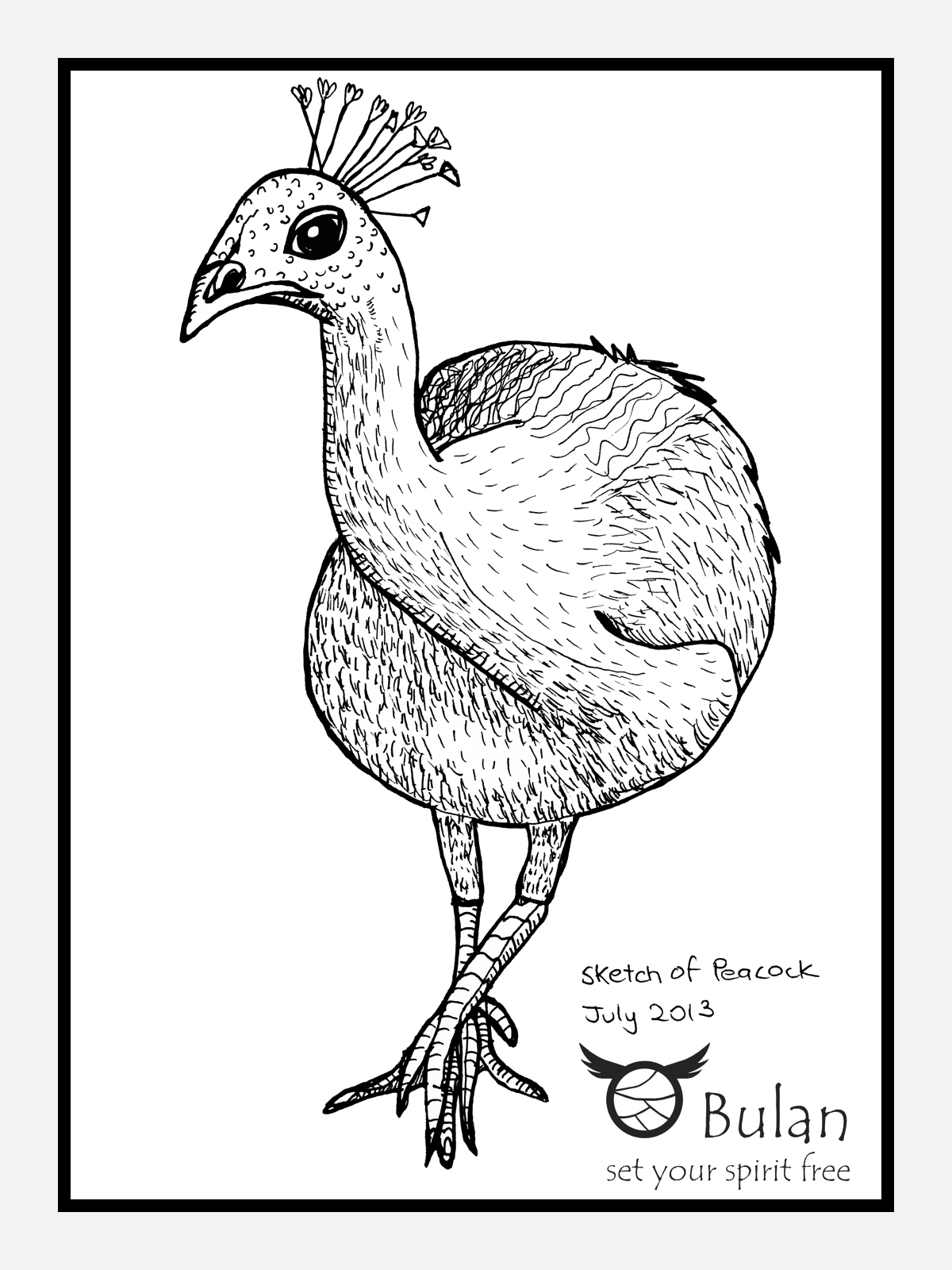 1200x1600 Sketch Of The Day No 84 Peacock The Crazy Bag Lady