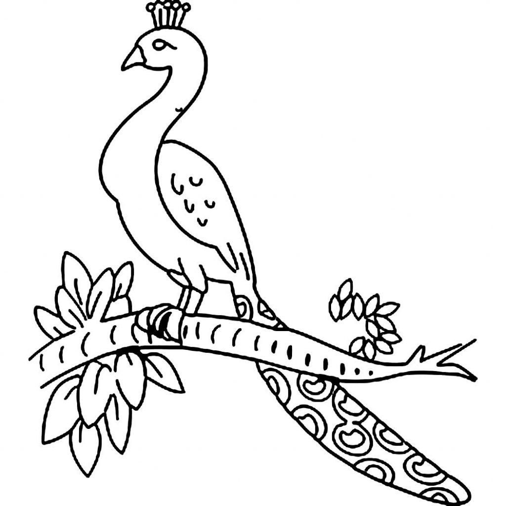 1024x1024 Drawing Pictures Of Peacock Peacock Drawing For Children How