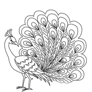 300x300 Pitures For Drawingpeacock
