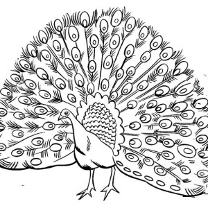 300x300 Drawn Peacock Coloring Page
