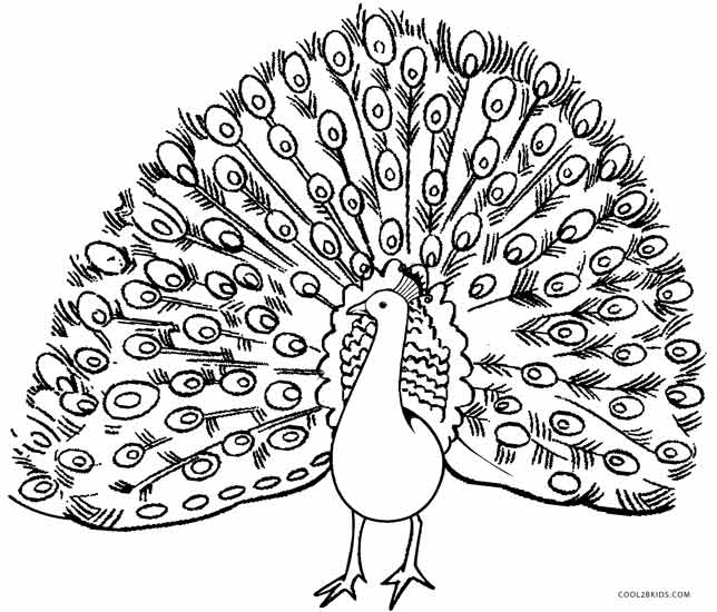 644x550 Imagination Peacock Coloring Page Pages Printable In Tiny Draw
