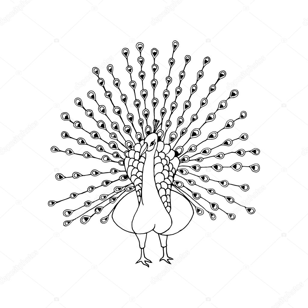 1024x1024 Hand Draw A Peacock Stock Vector Gennadiikorchuganov