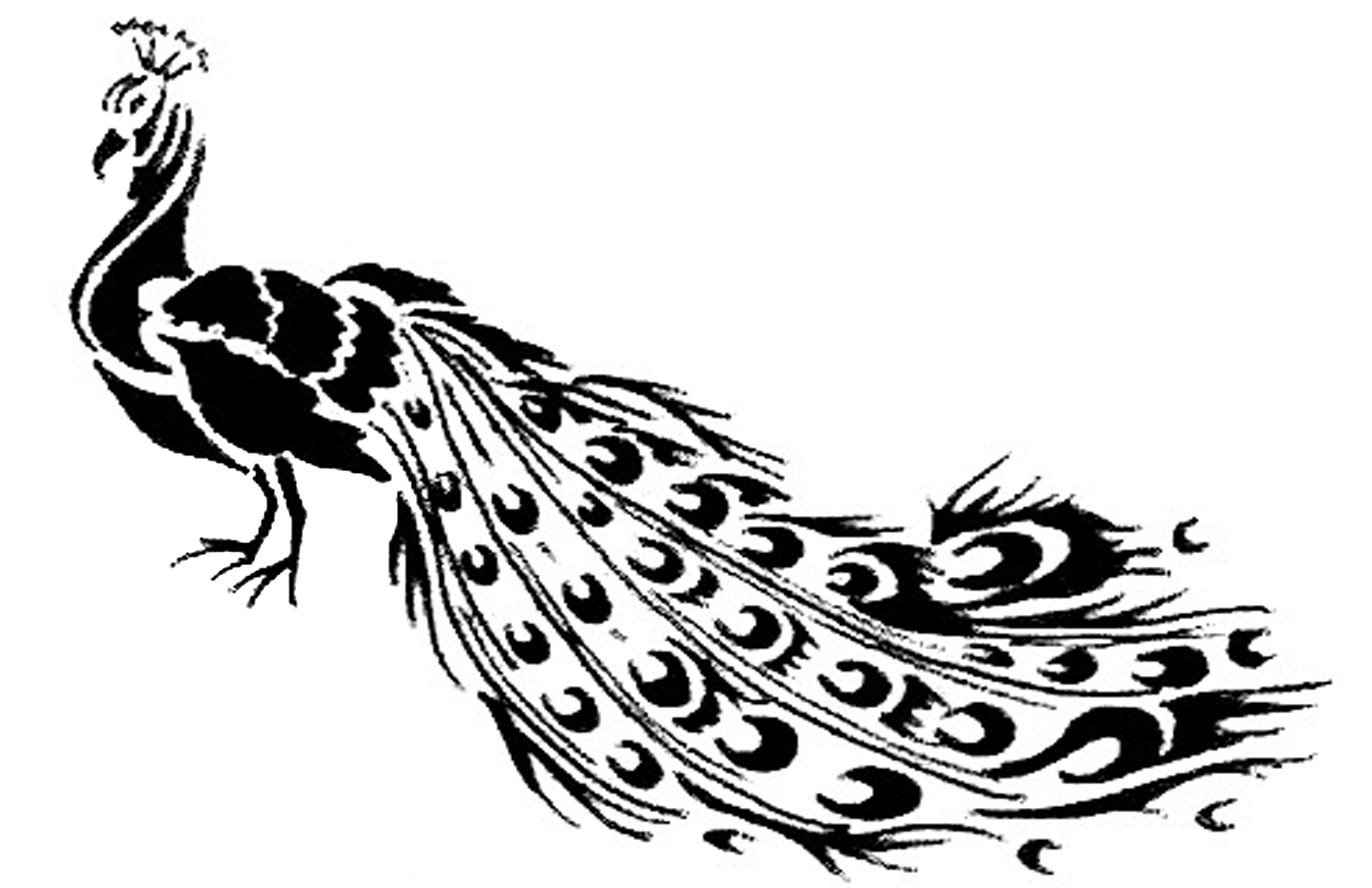 5100x3300 Peacock Drawing Lucmg