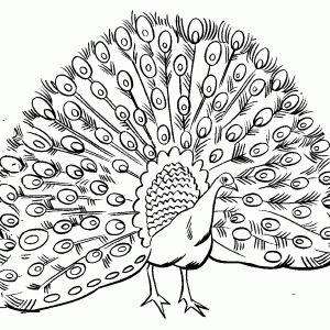 300x300 Pics Of Peacock Feather Outline Coloring Page N Drawing Outline Adult