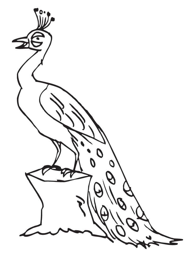 Peacock Outline Drawing at GetDrawings | Free download