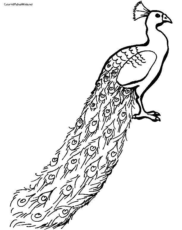612x770 Indian Peacock Drawing