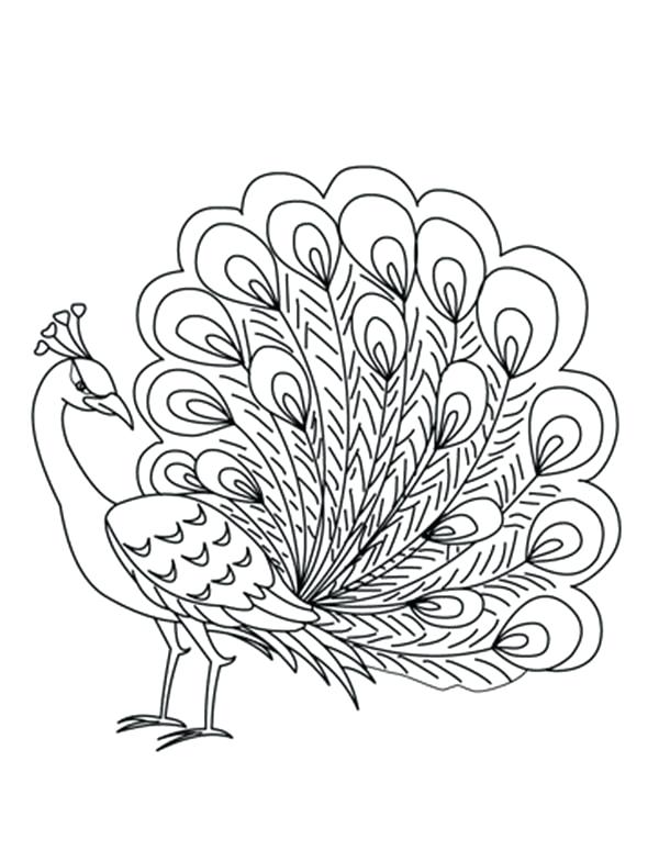 Peacock Pencil Drawing at GetDrawings | Free download