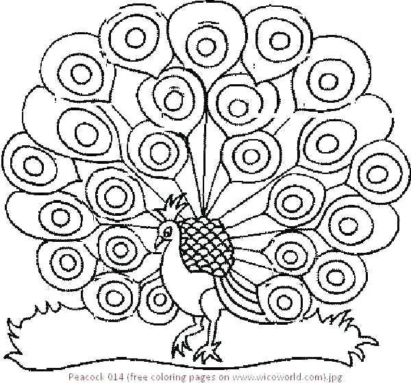 600x559 Minimalist Peacock Coloring Pages Kids Advanced Colouring Page